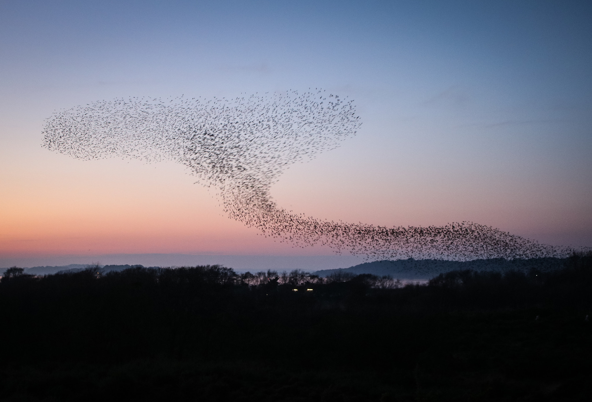 Starling flock illustrating collective behavior