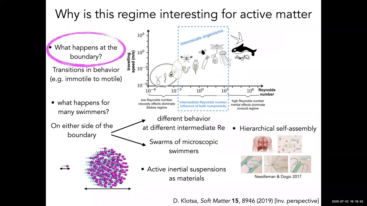 Daphne Gave a Virtual Talk Organised by BioActive UKFluids Network