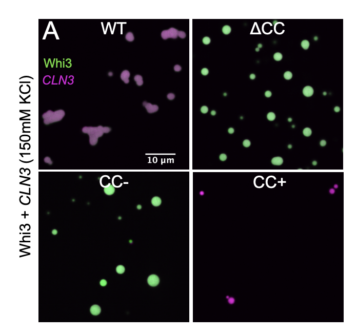 Negative Regulation of a Ribonucleoprotein Condensate Driven by Dilute Phase Oligomerization