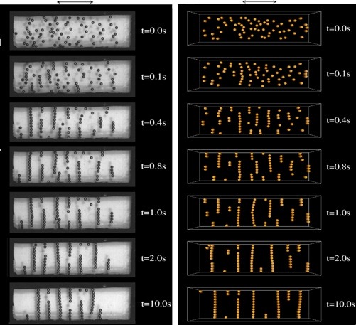 Experiment and simulation of granular chain formation in oscillatory flow