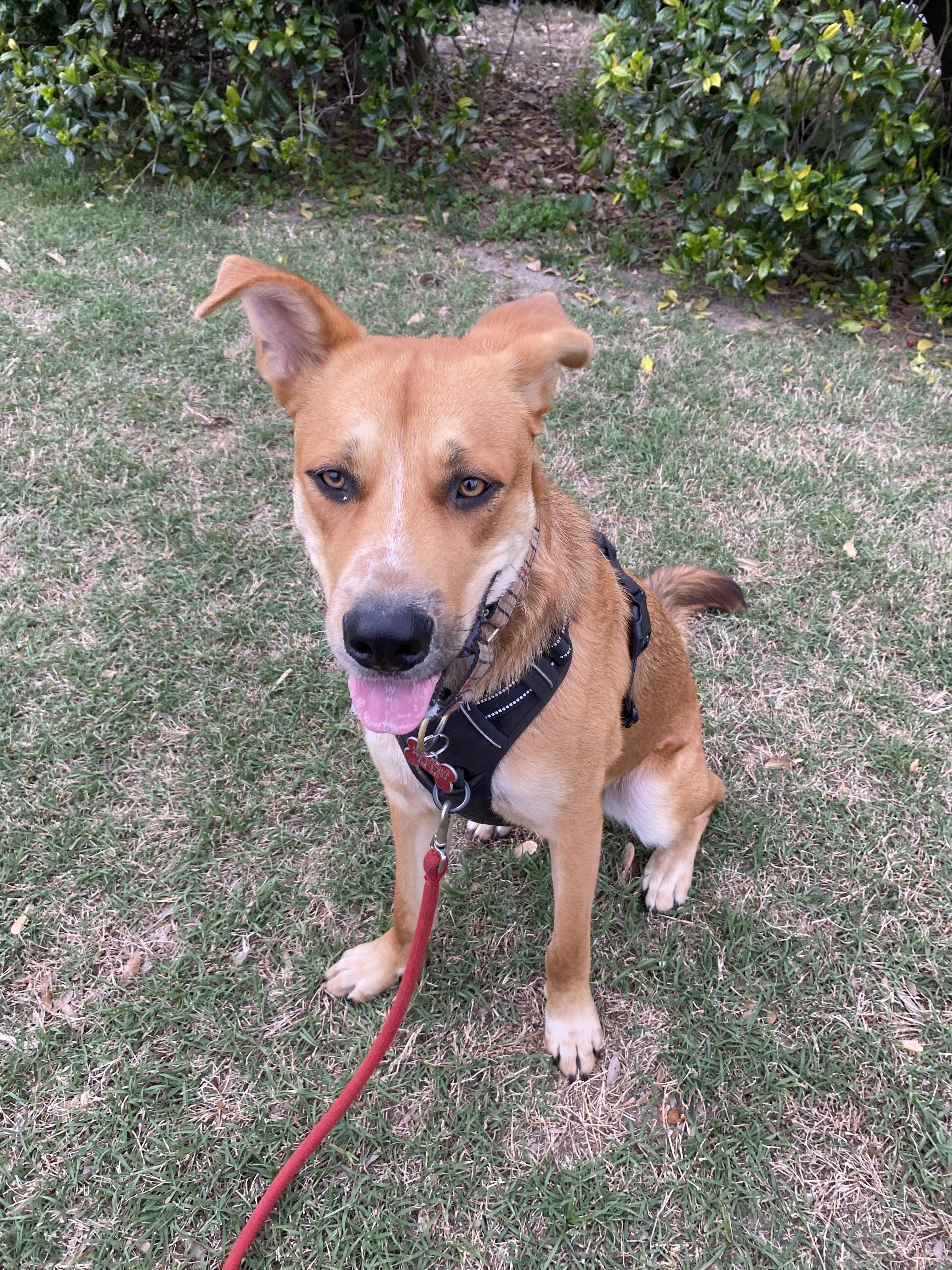 Socrates after a walk