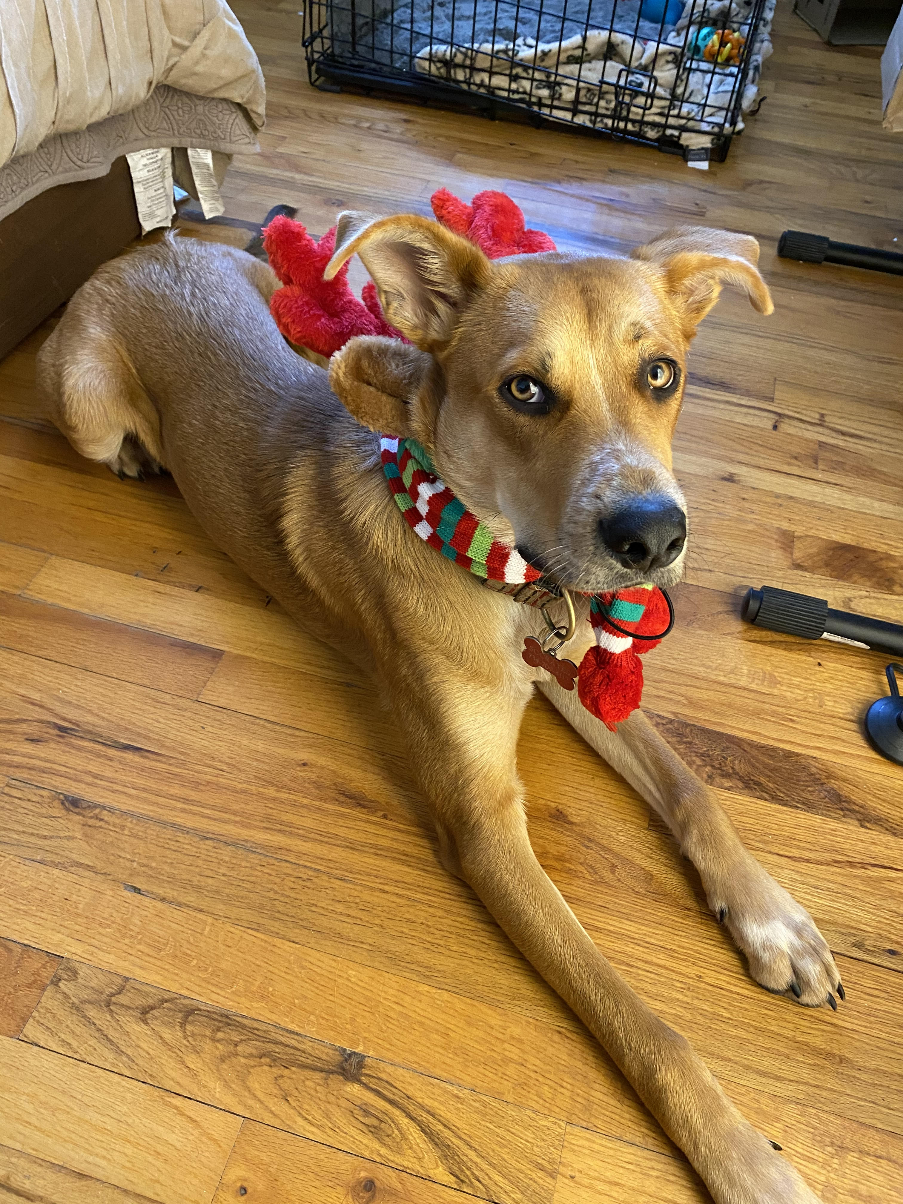 Socrates dressed as a reindeer
