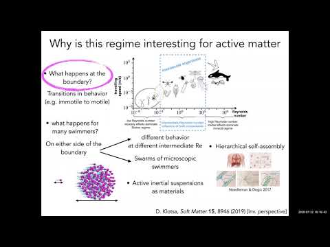 A touch of non-linearity: Mesoscale swimmers and active matter in fluids at intermediate Reynolds no