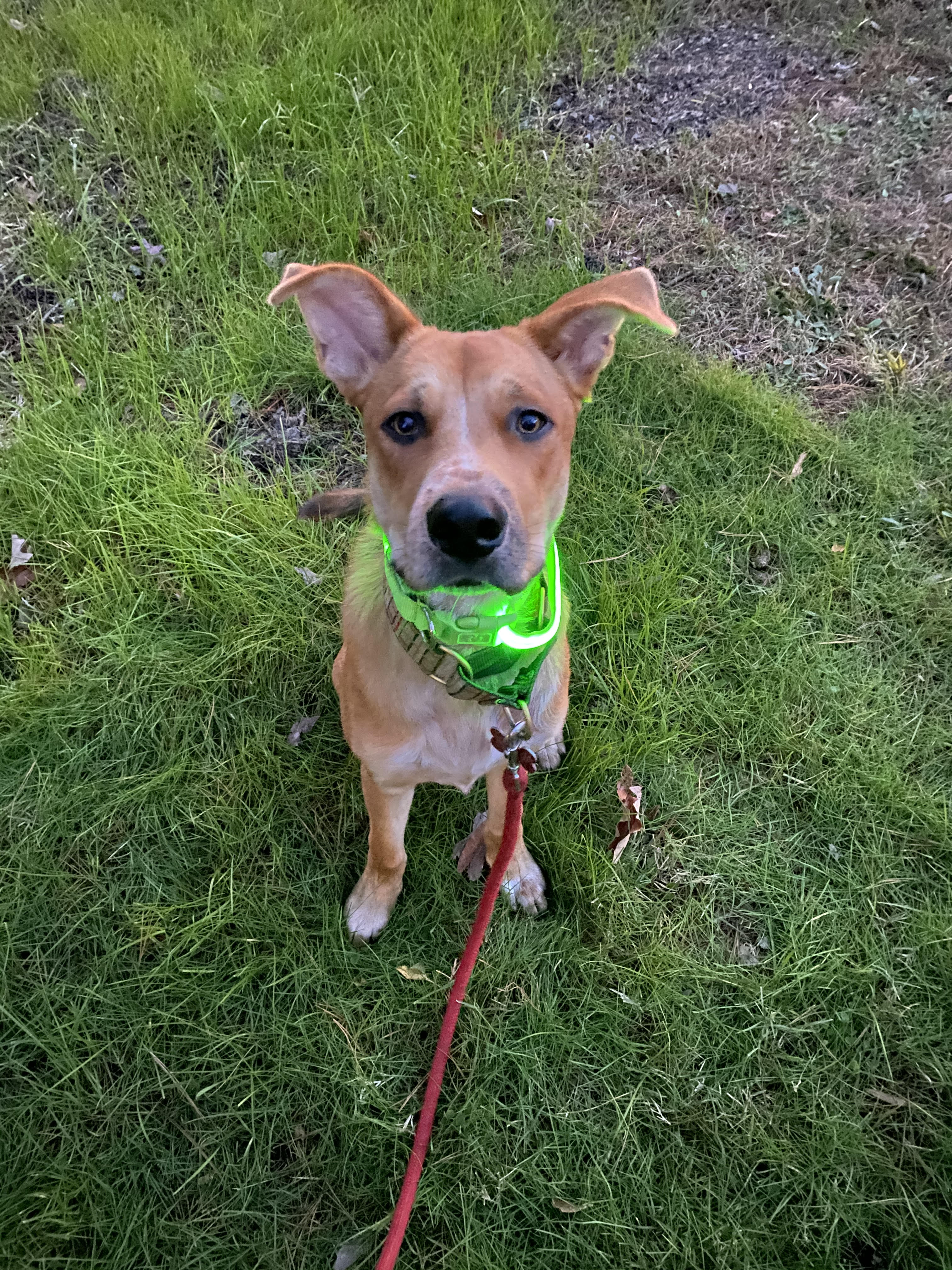 Socrates wearing a glowing collar